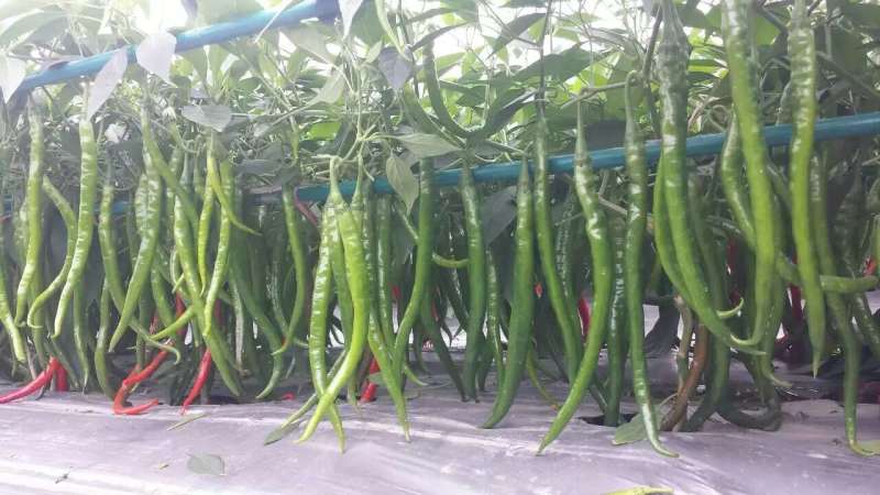 线椒苗黑线黄线免费技术指导有辣椒苗植物检疫证