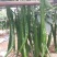 线椒苗黑线黄线免费技术指导有辣椒苗植物检疫证