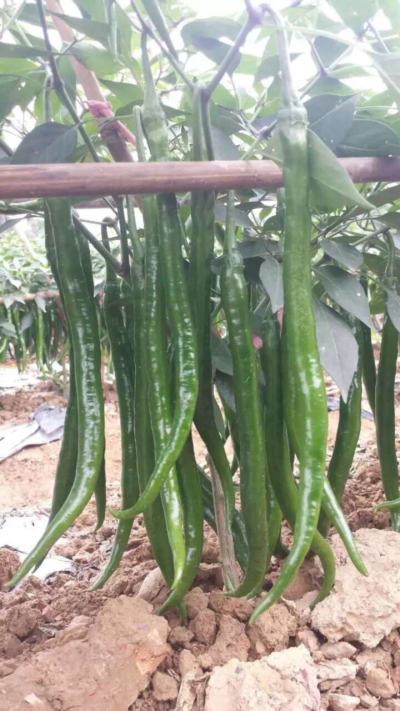 线椒苗黑线黄线免费技术指导有辣椒苗植物检疫证
