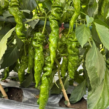 螺丝椒辣椒苗全螺半螺免费技术指导有辣椒苗植物检疫