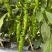 螺丝椒辣椒苗全螺半螺免费技术指导有辣椒苗植物检疫