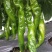 螺丝椒辣椒苗全螺半螺免费技术指导有辣椒苗植物检疫