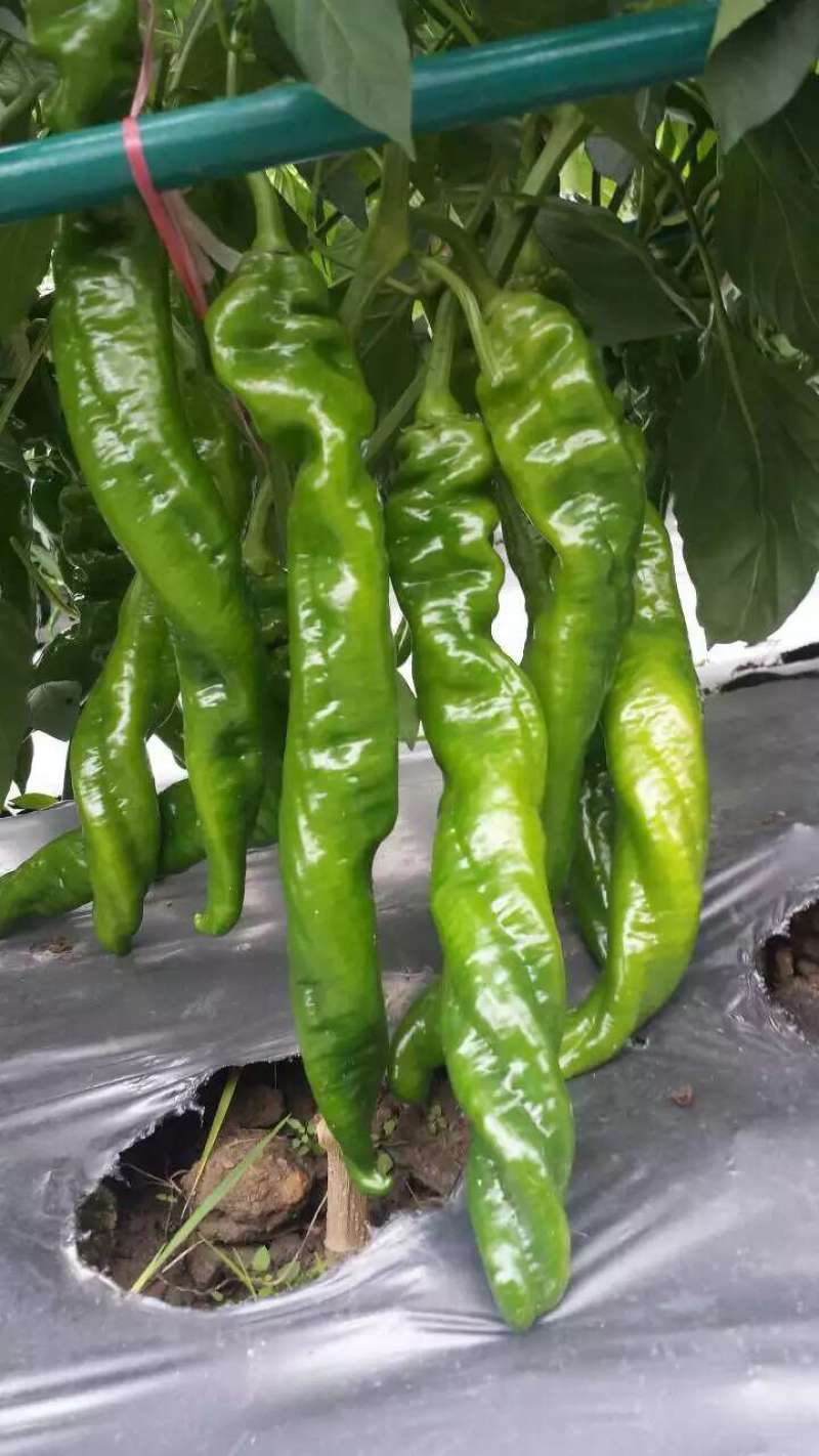 螺丝椒辣椒苗全螺半螺免费技术指导有辣椒苗植物检疫