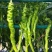 螺丝椒辣椒苗全螺半螺免费技术指导有辣椒苗植物检疫