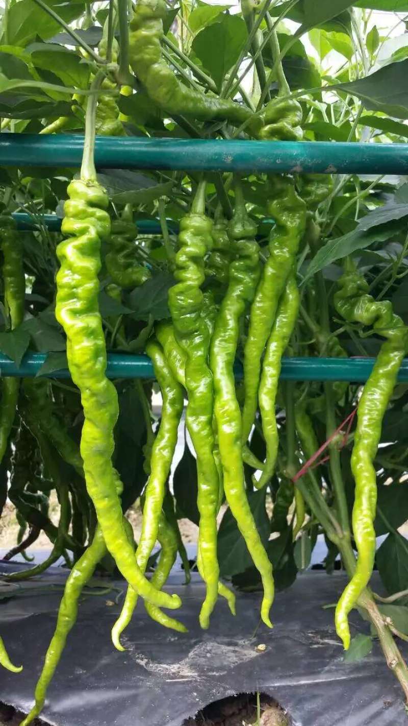 螺丝椒辣椒苗全螺半螺免费技术指导有辣椒苗植物检疫
