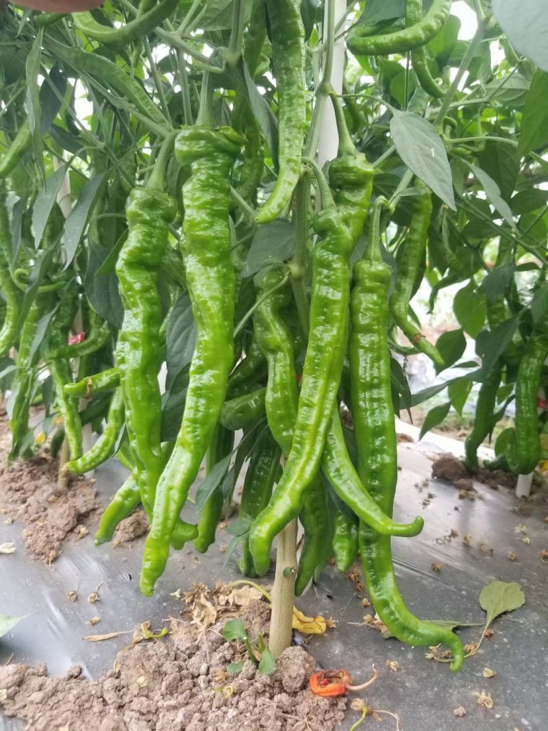 螺丝椒辣椒苗全螺半螺免费技术指导有辣椒苗植物检疫