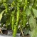 螺丝椒辣椒苗全螺半螺免费技术指导有辣椒苗植物检疫