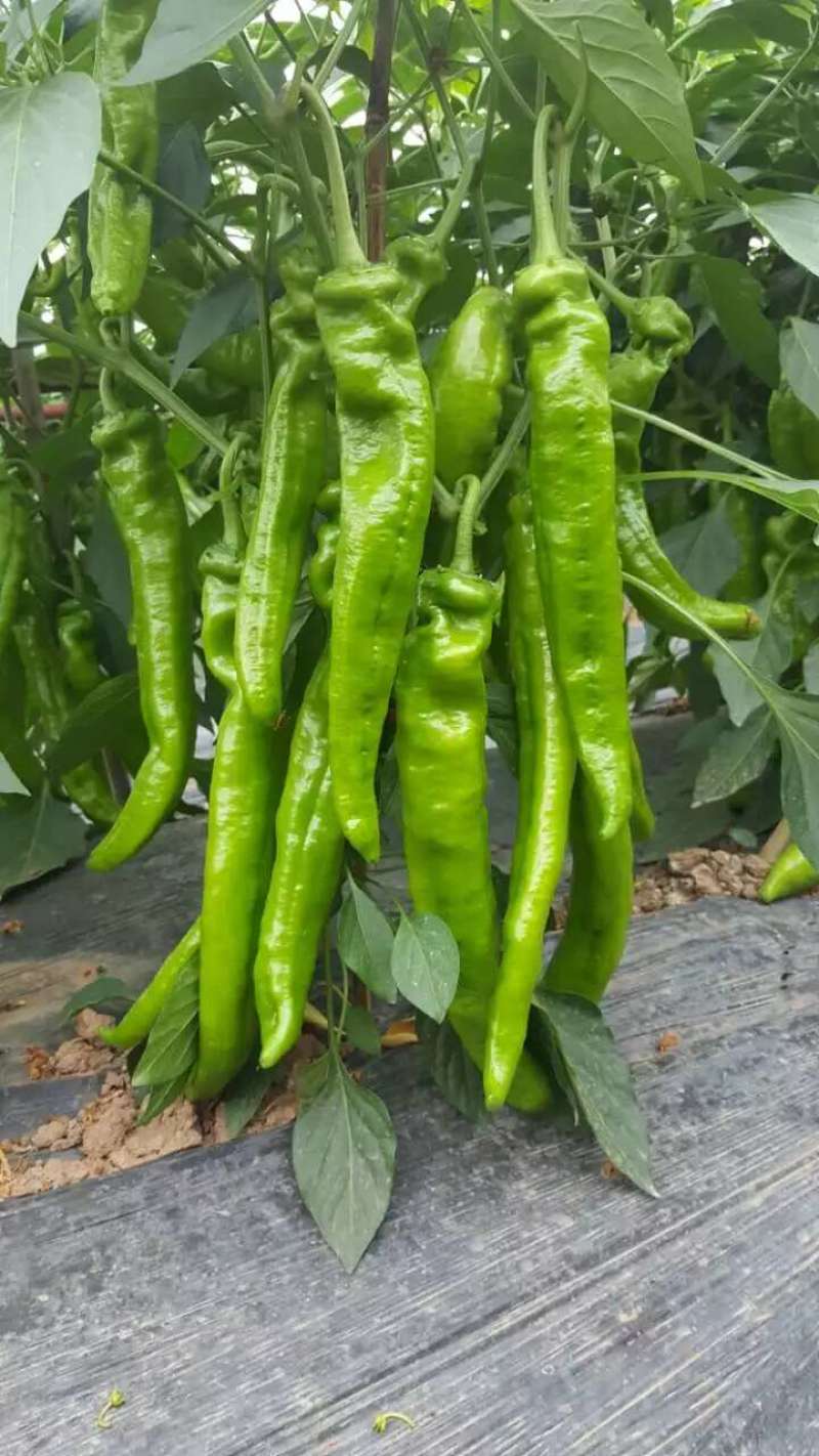 螺丝椒辣椒苗全螺半螺免费技术指导有辣椒苗植物检疫
