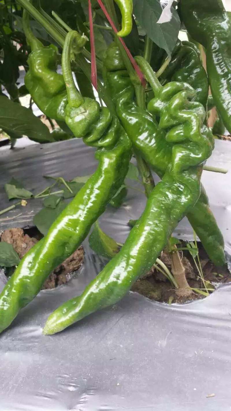 螺丝椒辣椒苗全螺半螺免费技术指导有辣椒苗植物检疫