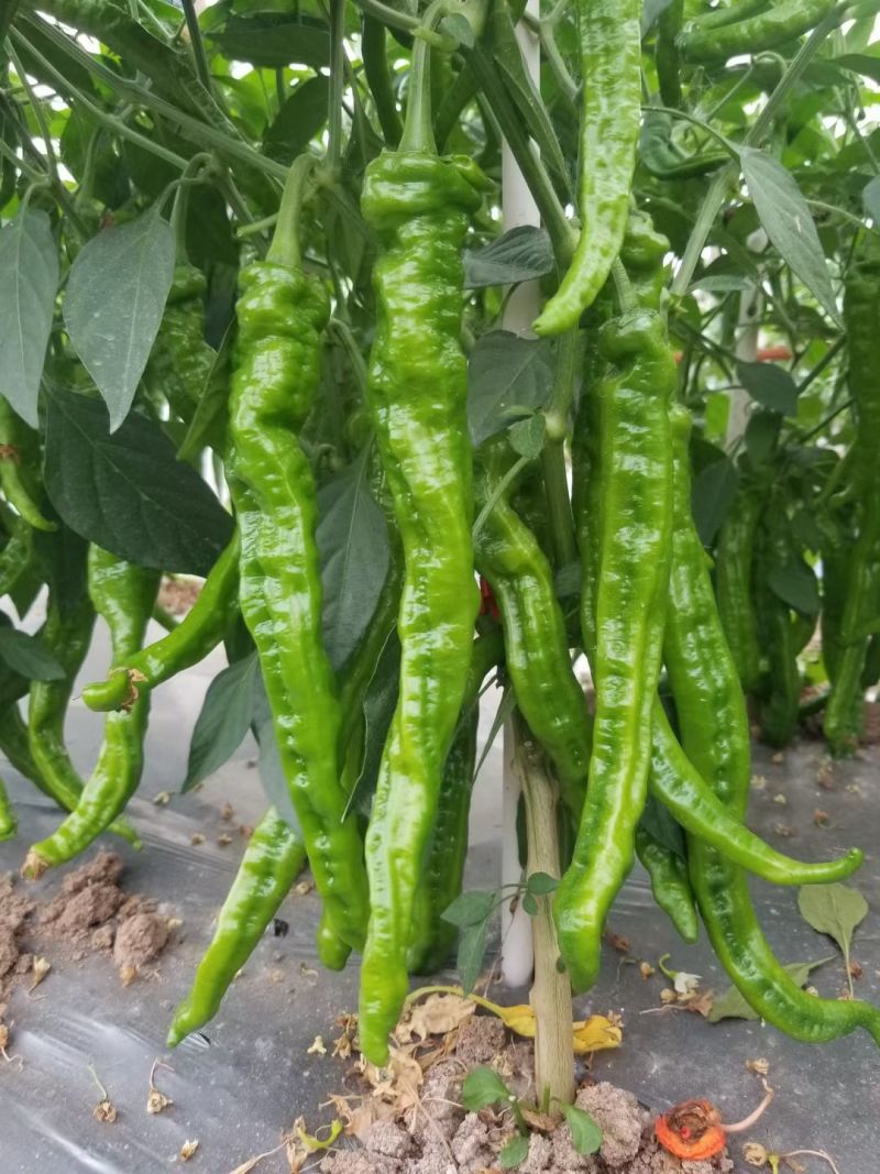 螺丝椒辣椒苗全螺半螺免费技术指导有辣椒苗植物检疫