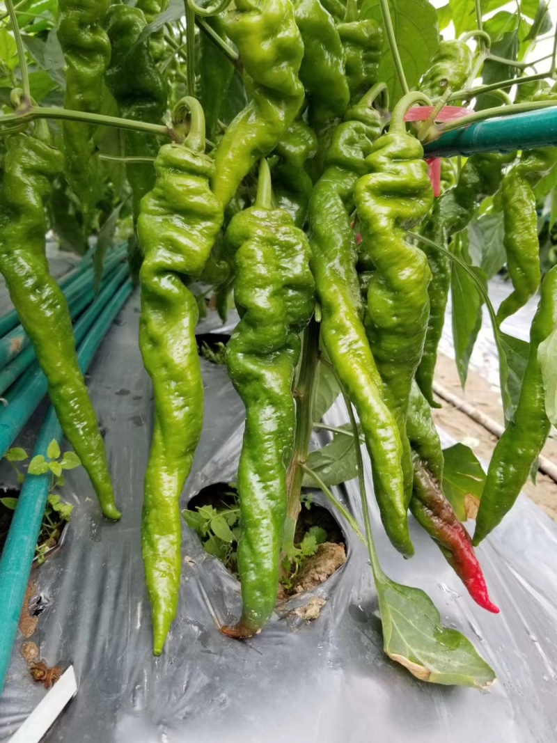 螺丝椒辣椒苗全螺半螺免费技术指导有辣椒苗植物检疫