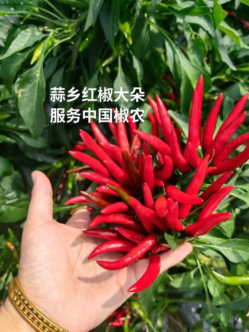 朝天椒辣椒苗蒜乡红植物检疫合格免费技术指导包回收