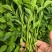 朝天椒辣椒苗蒜乡红植物检疫合格免费技术指导包回收