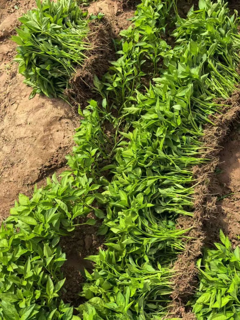朝天椒辣椒苗蒜乡红植物检疫合格免费技术指导包回收