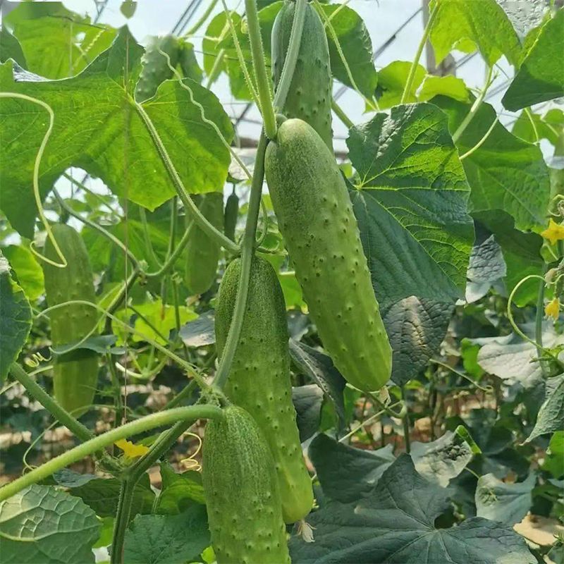 岭研赛水果黄瓜种子甜脆清香绿肉绿瓤短棒强雌性水果黄瓜种籽
