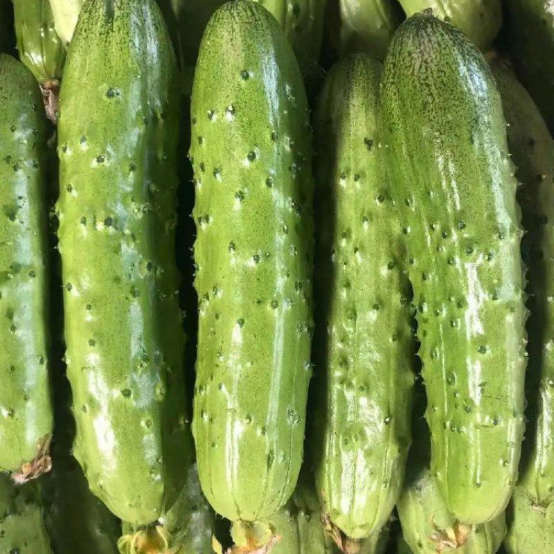 岭研全雌香甜脆口感好全雌黄瓜种子香味浓熟期早节节有瓜油亮