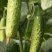 岭研全雌香甜脆口感好全雌黄瓜种子香味浓熟期早节节有瓜油亮