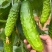 岭研全雌香甜脆口感好全雌黄瓜种子香味浓熟期早节节有瓜油亮