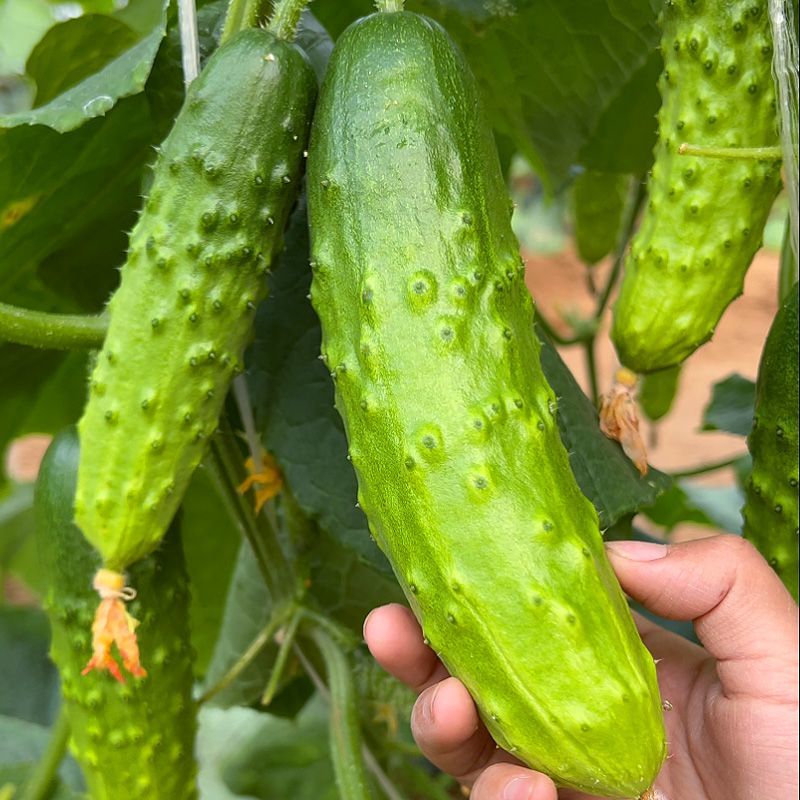 岭研全雌香甜脆口感好全雌黄瓜种子香味浓熟期早节节有瓜油亮