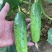 岭研全雌香甜脆口感好全雌黄瓜种子香味浓熟期早节节有瓜油亮