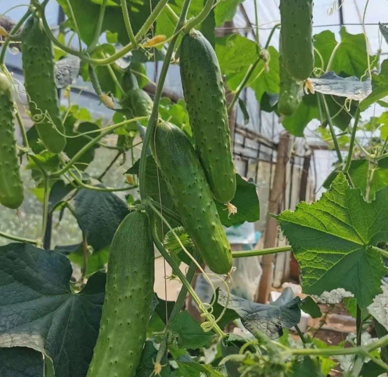 岭研全雌香甜脆口感好全雌黄瓜种子香味浓熟期早节节有瓜油亮