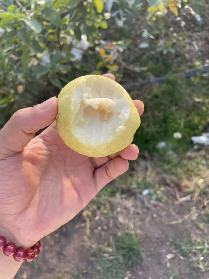 广西番石榴老树果白心红有大量有果自家果场欢迎实地考察