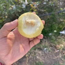 广西番石榴老树果白心红有大量有果自家果场欢迎实地考察