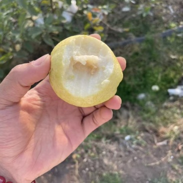广西番石榴老树果白心红有大量有果自家果场欢迎实地考察