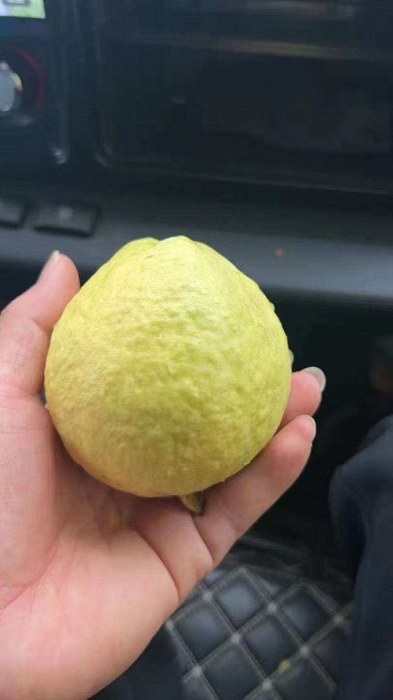 广西番石榴老树果白心红有大量有果自家果场欢迎实地考察