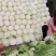 河北临漳万亩大白菜基地产地直发物美价廉