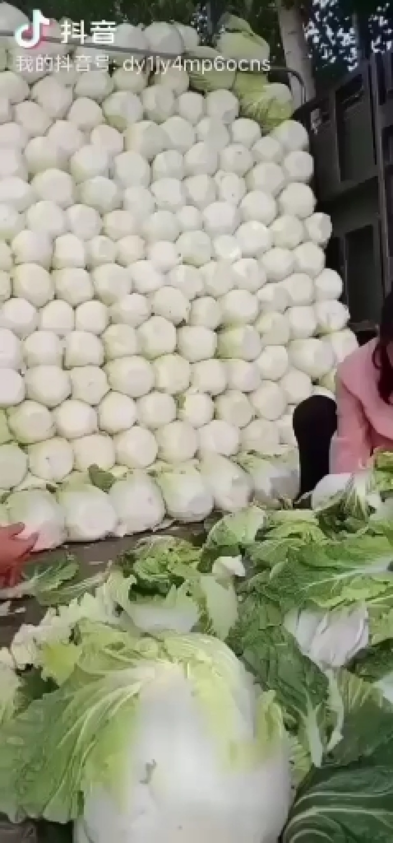 河北临漳万亩大白菜基地产地直发物美价廉