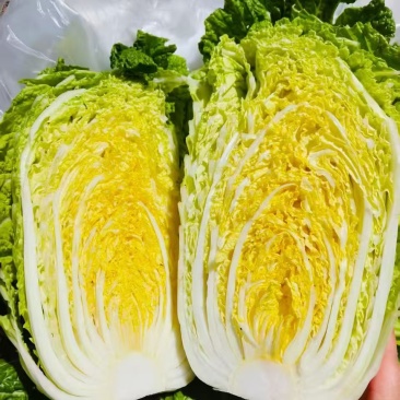 河北临漳万亩大白菜基地产地直发物美价廉