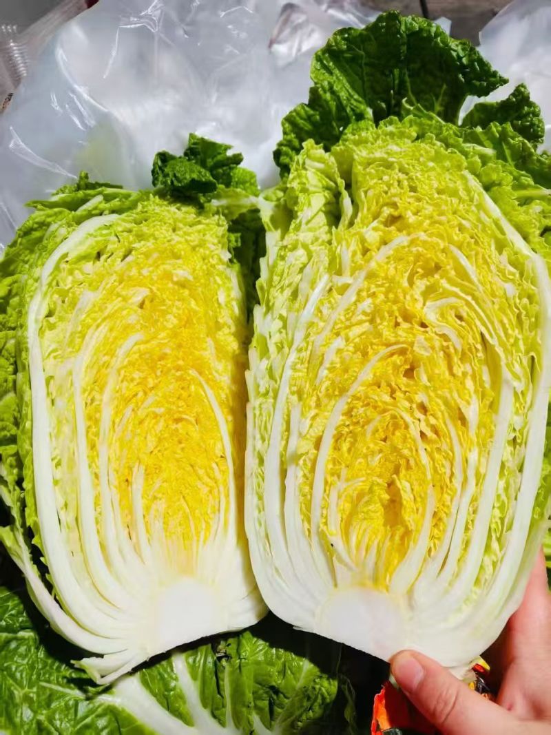 河北临漳万亩大白菜基地产地直发物美价廉