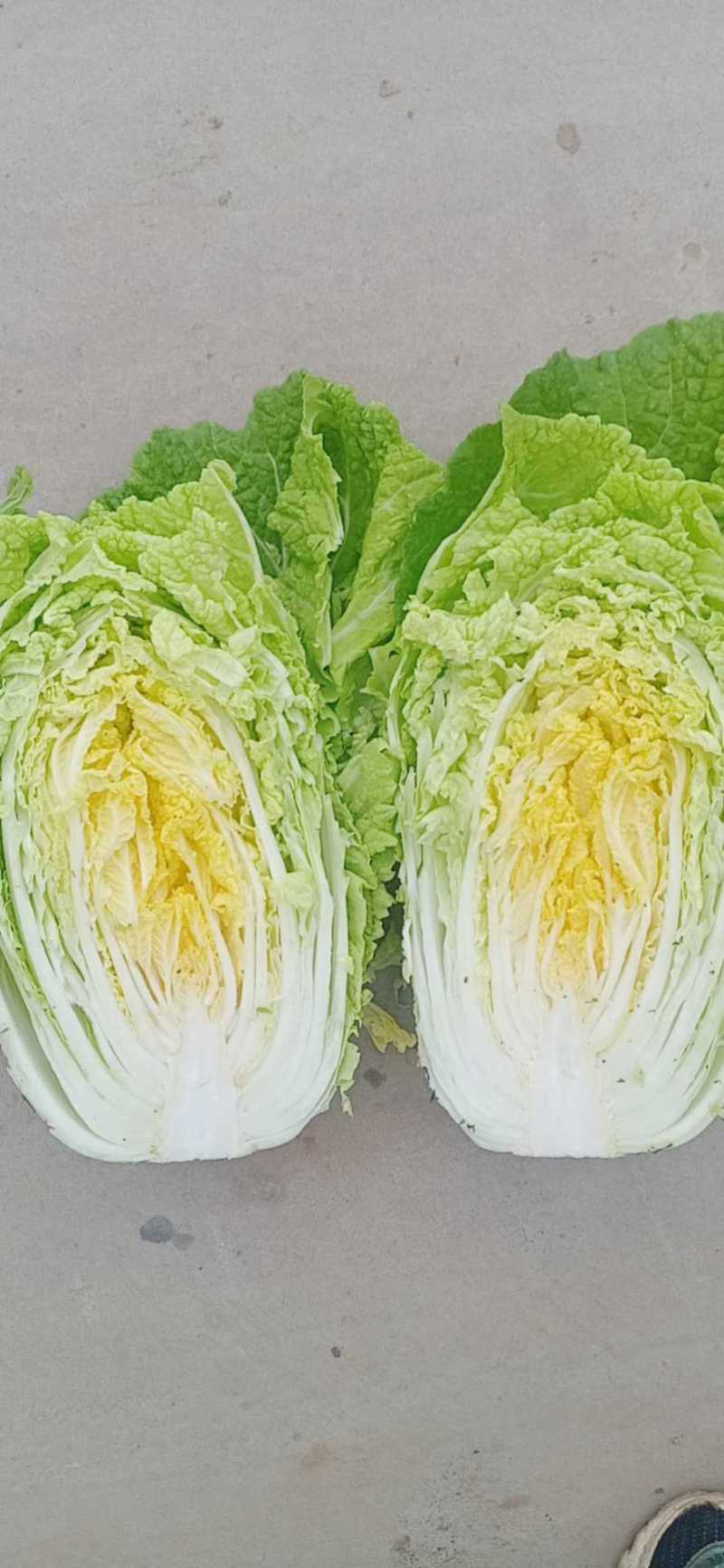 河北临漳万亩大白菜基地产地直发物美价廉