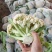 有机花菜