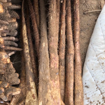 精品山药榆林紫药铲和小巴掌基地一手货源全国发可视频