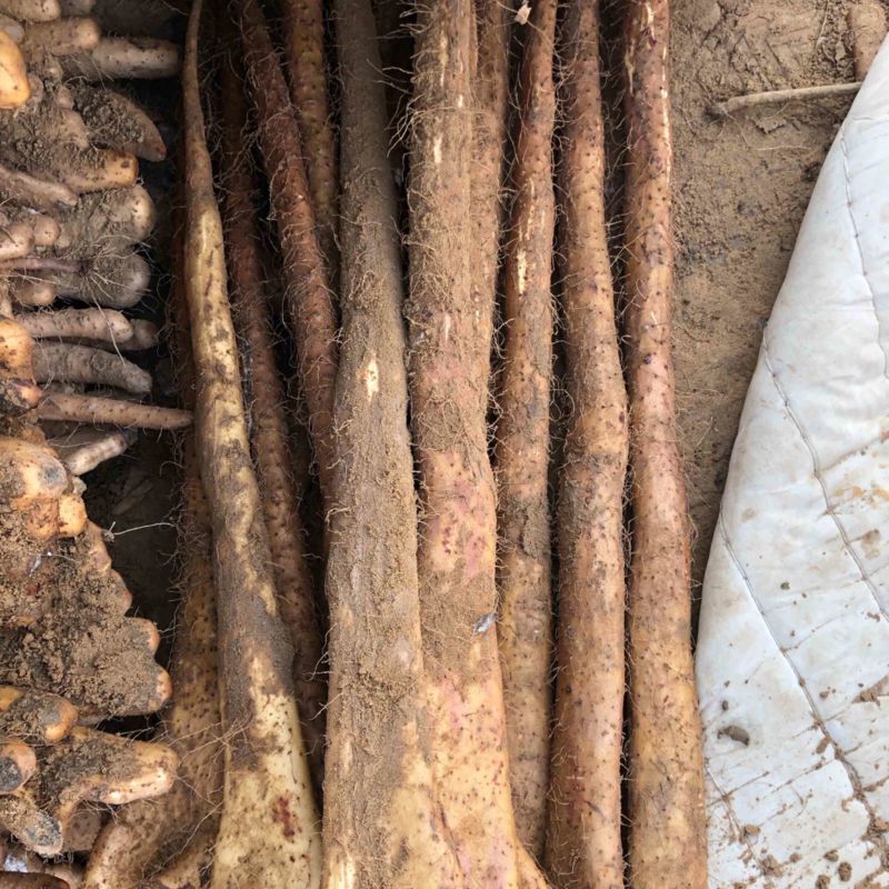 精品山药榆林紫药铲和小巴掌基地一手货源全国发可视频