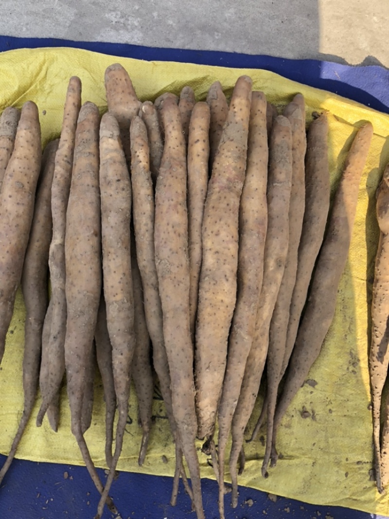 精品山药榆林紫药铲和小巴掌基地一手货源全国发可视频