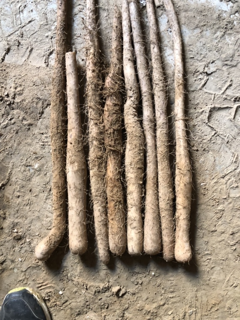 精品山药榆林紫药铲和小巴掌基地一手货源全国发可视频
