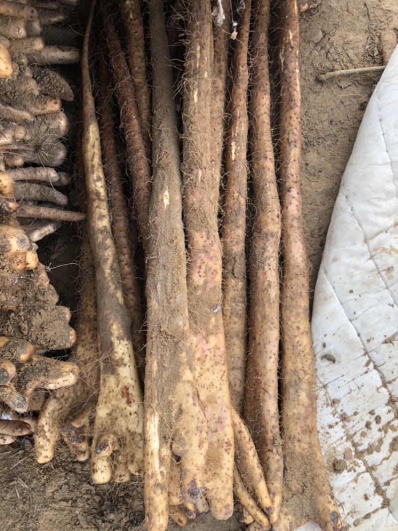 精品山药榆林紫药铲和小巴掌基地一手货源全国发可视频