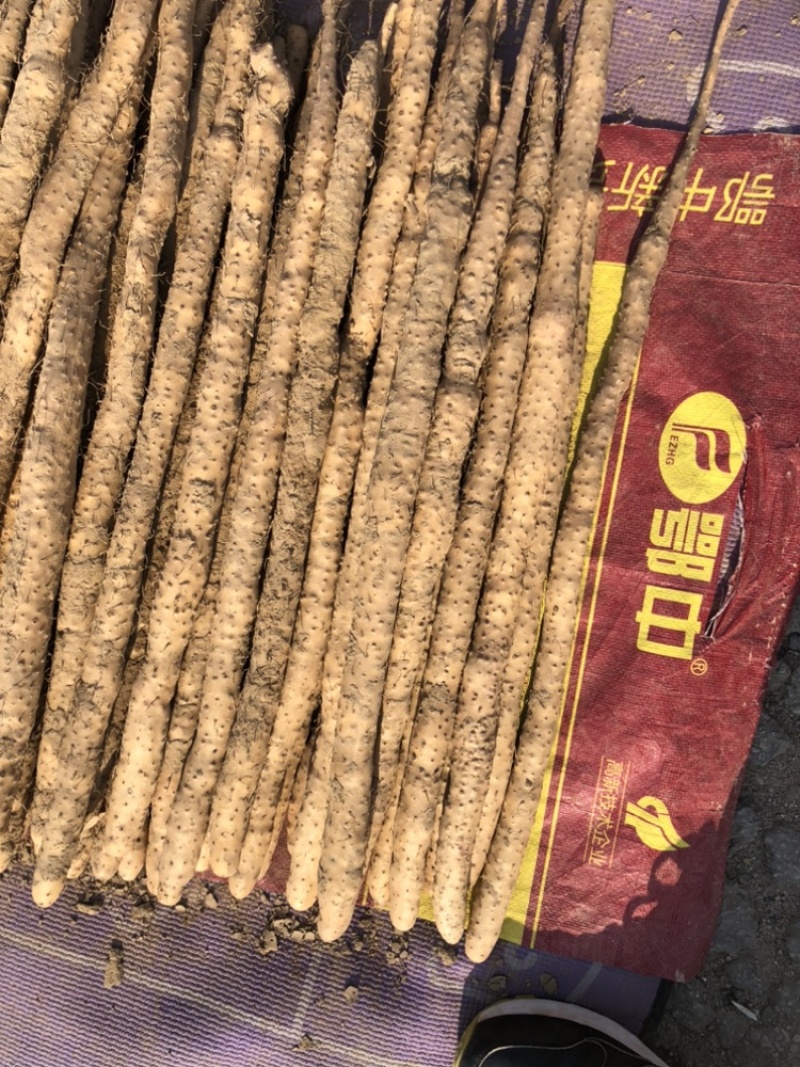 精品山药榆林紫药铲和小巴掌基地一手货源全国发可视频
