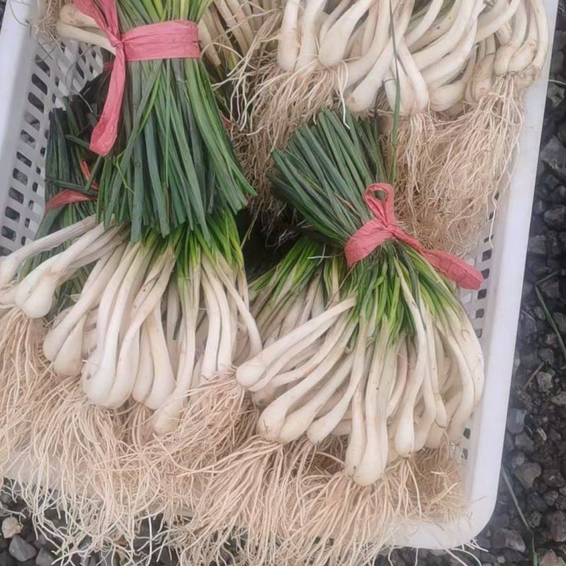 大批量供应带叶藠头