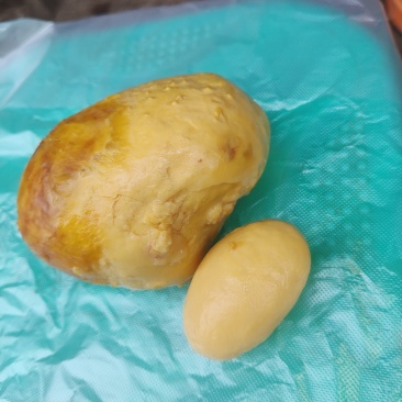 鸡宝
