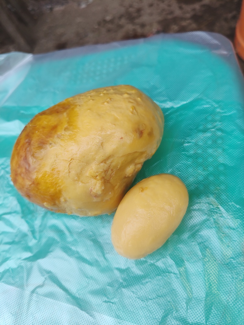 鸡宝