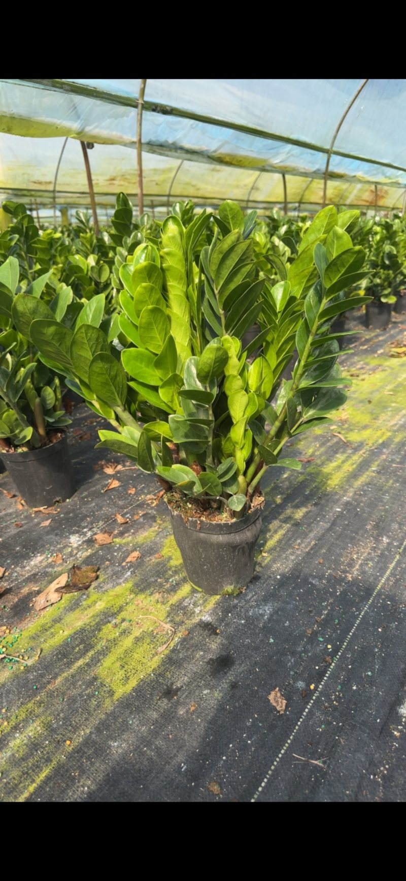 金钱树雪铁芋室内装饰绿植净化空气寓意吉祥
