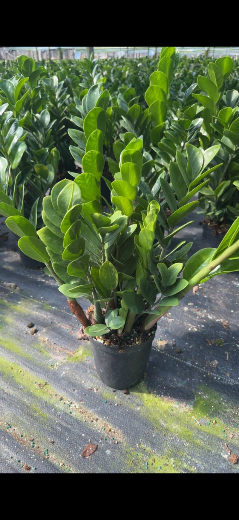金钱树雪铁芋室内装饰绿植净化空气寓意吉祥