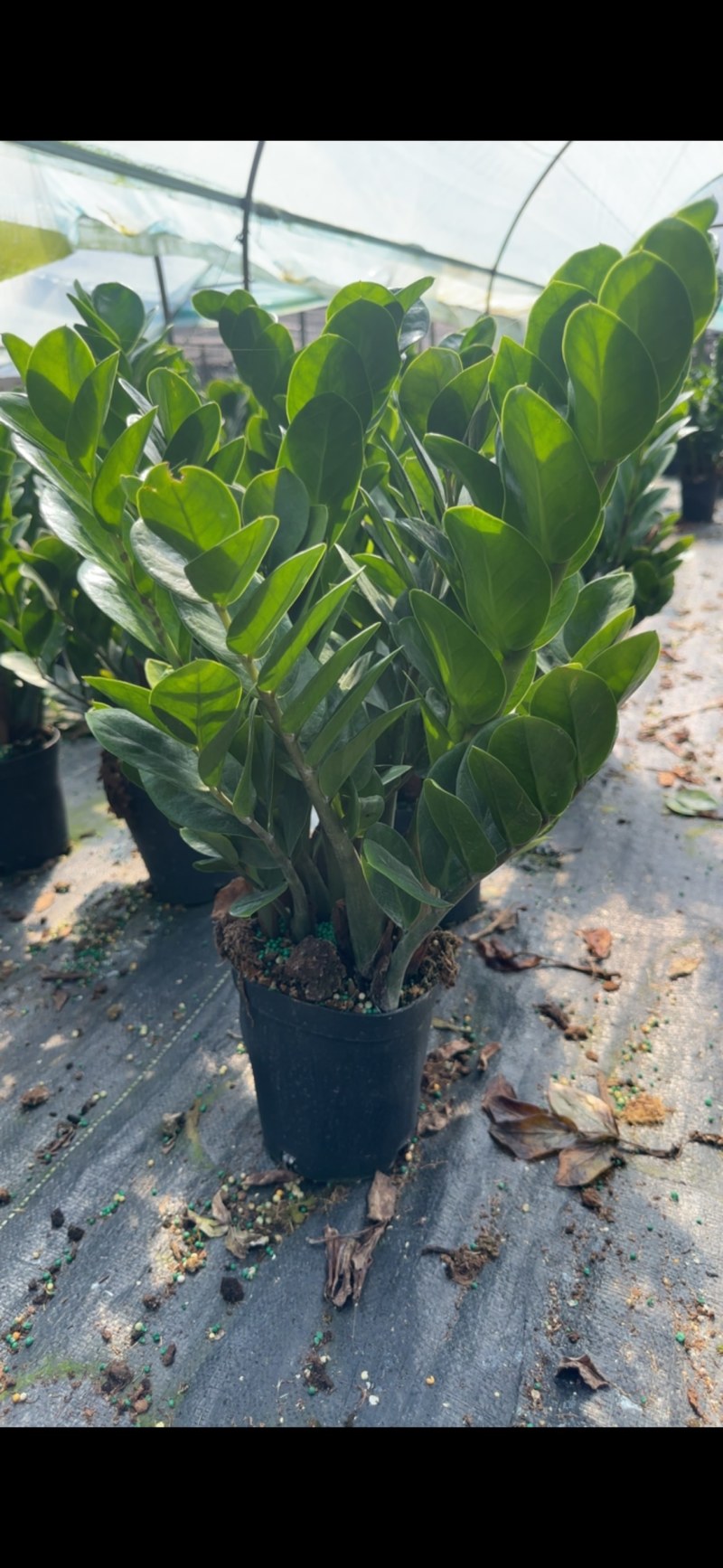 金钱树雪铁芋室内装饰绿植净化空气寓意吉祥