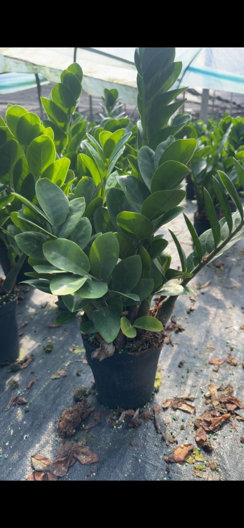 金钱树雪铁芋室内装饰绿植净化空气寓意吉祥