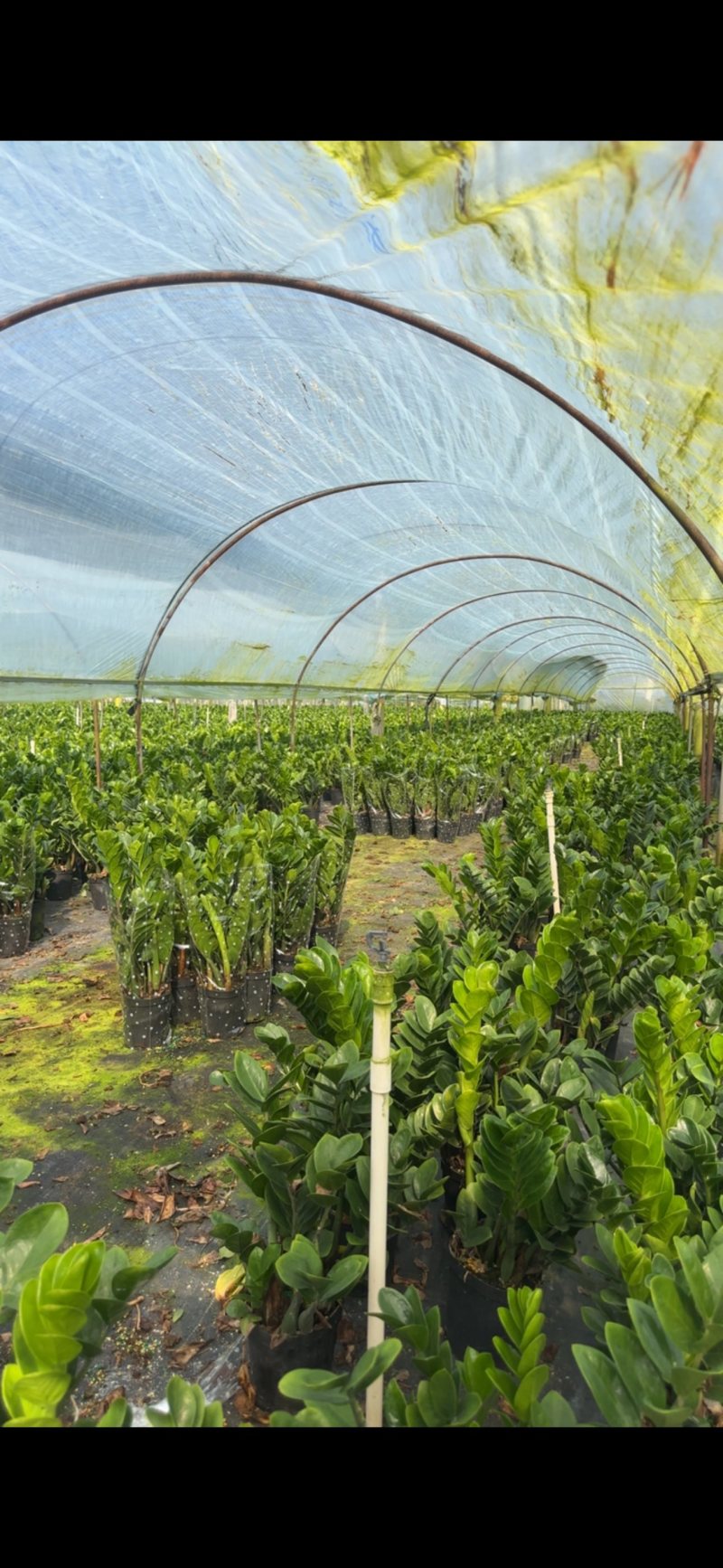 金钱树雪铁芋室内装饰绿植净化空气寓意吉祥