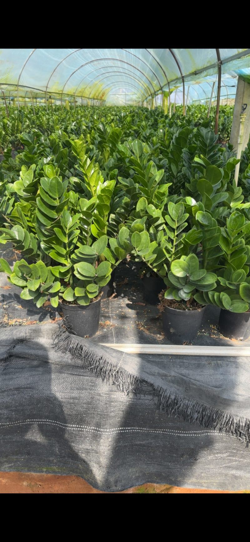 金钱树雪铁芋室内装饰绿植净化空气寓意吉祥